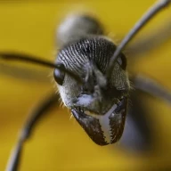 عکسی از نمای نزدیک از یک مورچه