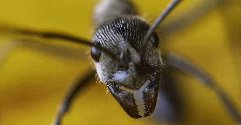 عکسی از نمای نزدیک از یک مورچه