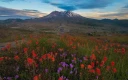 غروب خورشید در کوه سنت هلنز با گل‌های وحشی