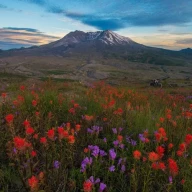 غروب خورشید در کوه سنت هلنز با گل‌های وحشی