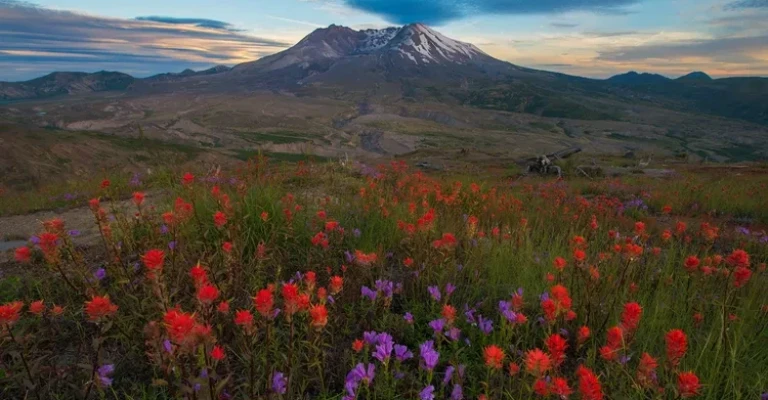 غروب خورشید در کوه سنت هلنز با گلهای وحشی