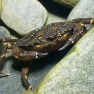 خرچنگ ساحلی سبز (Carcinus maenas)، اسکاتلند