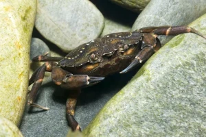 خرچنگ ساحلی سبز (Carcinus maenas)، اسکاتلند