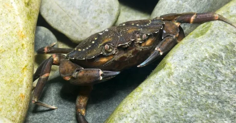 خرچنگ ساحلی سبز (Carcinus maenas)، اسکاتلند