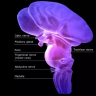 نمودار برچسب‌گذاری شده از ساقه مغز