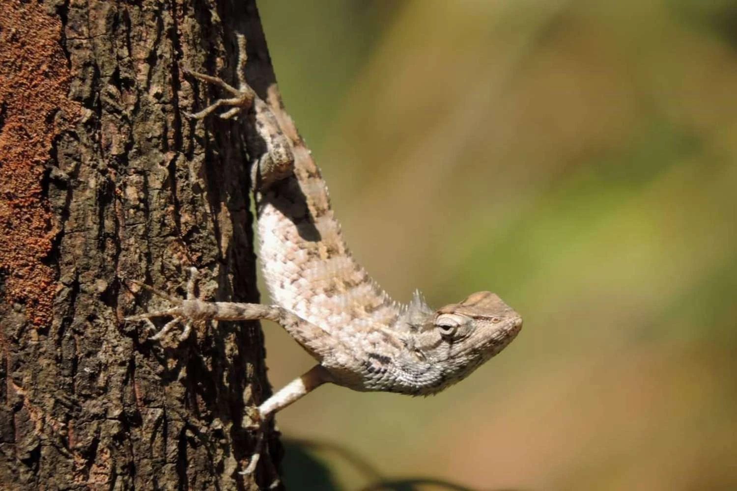 اژدهای ریش&zwnj;دار روی تنه درخت