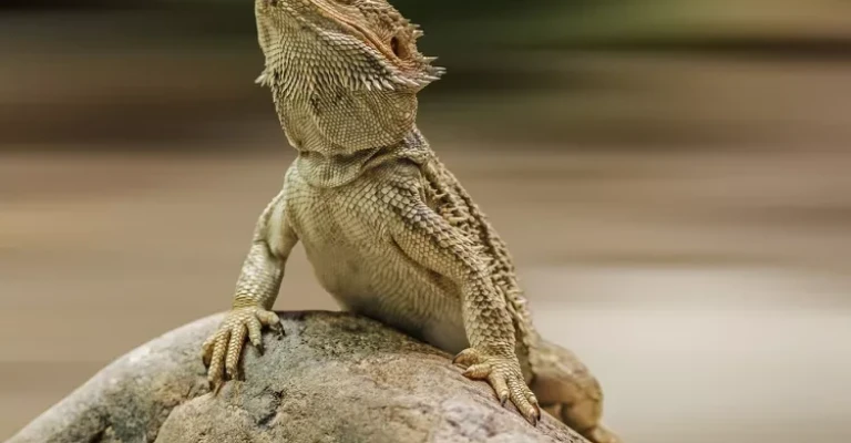 اژدهای ریش‌دار