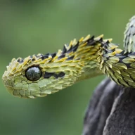 مار افعی بوته‌ای مودار