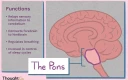 آناتومی پل مغزی. وظایف: انتقال اطلاعات حسی به مخچه، اتصال مغز پیشین به مغز پسین، تنظیم تنفس، نقش در کنترل چرخه‌های خواب