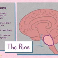 آناتومی پل مغزی. وظایف: انتقال اطلاعات حسی به مخچه، اتصال مغز پیشین به مغز پسین، تنظیم تنفس، نقش در کنترل چرخه‌های خواب