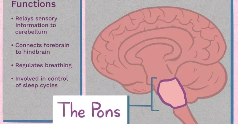 آناتومی پل مغزی. وظایف: انتقال اطلاعات حسی به مخچه، اتصال مغز پیشین به مغز پسین، تنظیم تنفس، نقش در کنترل چرخه‌های خواب