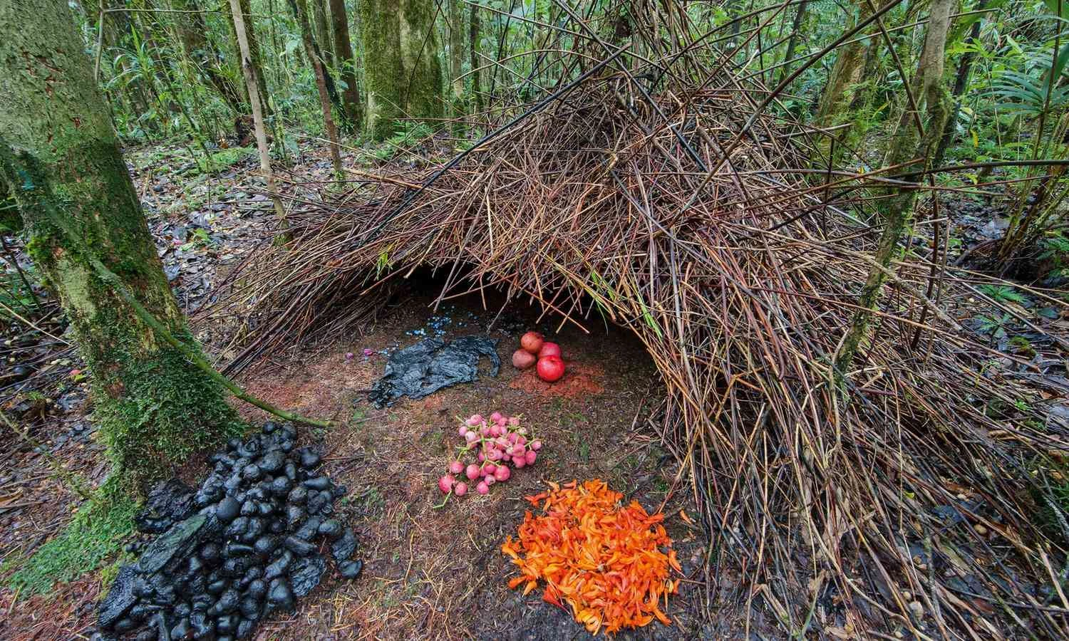 تصویر مرغ آلاچیق&zwnj;ساز در حال تزیین لانه