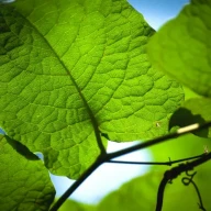 A close-up shot of leaves