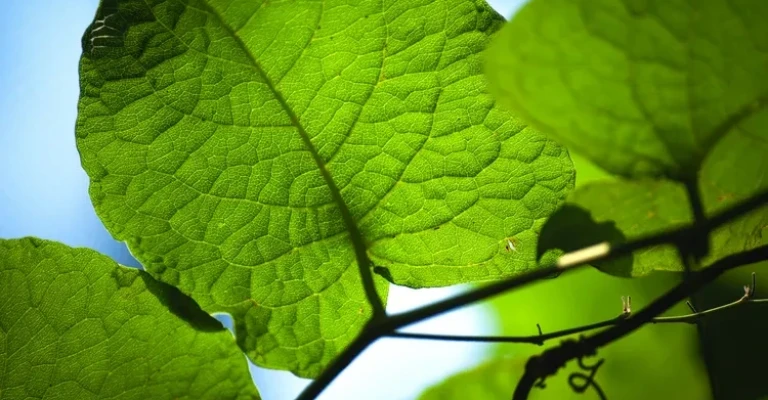 A close-up shot of leaves