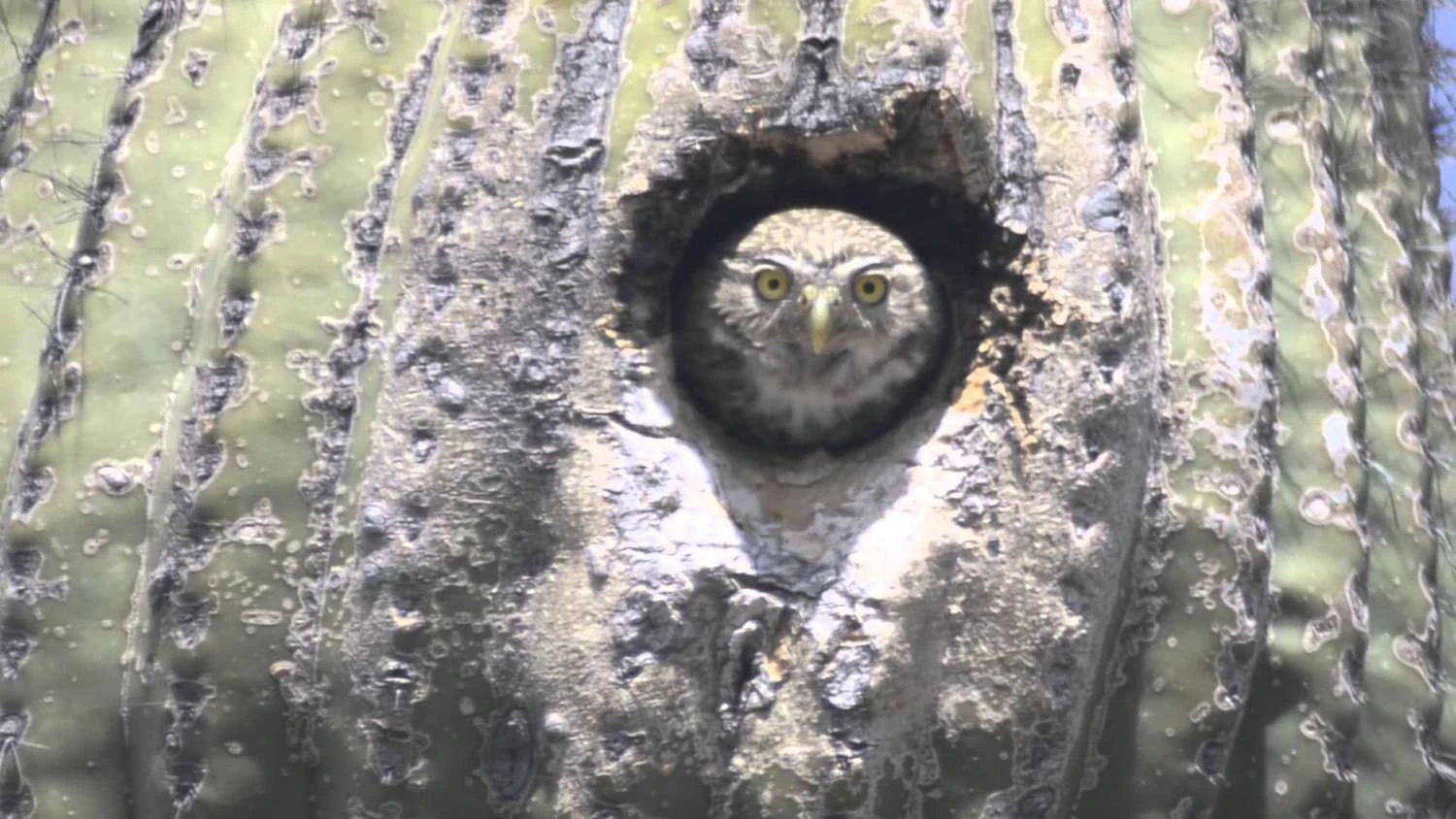 تصویر جغد کوتوله کاکتوس&zwnj;زی در داخل کاکتوس