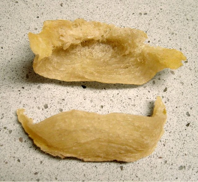 تصویر پرستوهای خوراکی&zwnj;لانه