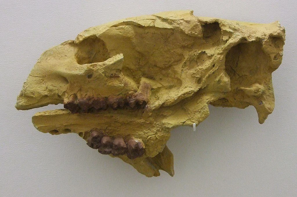 جمجمه فسفاتریوم