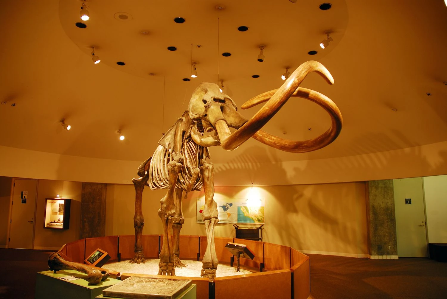 اسکلت ماستودون در موزه جورج سی پیج، چاله&zwnj;های قیر لابریا