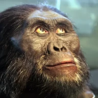 مدل سر نر بالغ استرالوپیتکوس آفارنسیس - موزه تاریخ طبیعی اسمیتسونیان - 2012-05-17