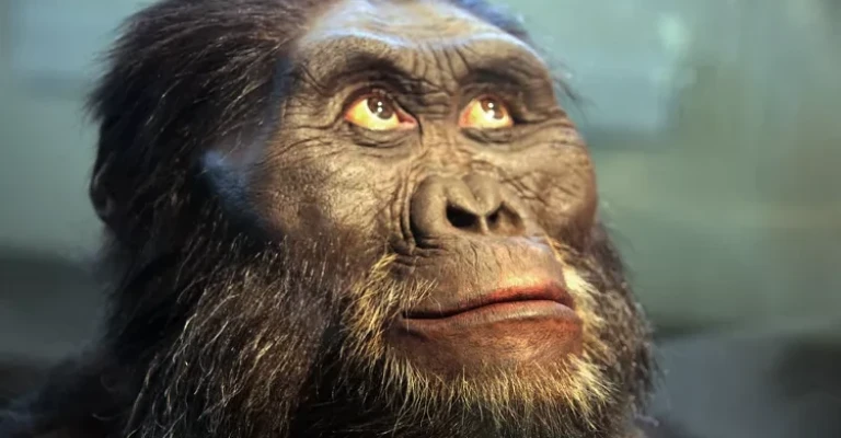 مدل سر نر بالغ استرالوپیتکوس آفارنسیس - موزه تاریخ طبیعی اسمیتسونیان - 2012-05-17