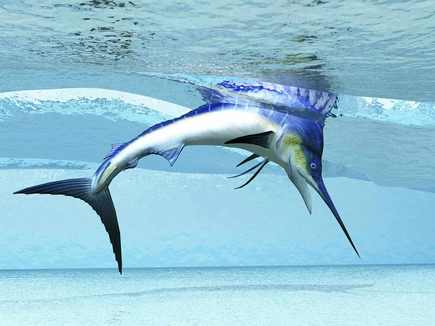 مارلین در امواج کم عمق برای یافتن غذا شیرجه می زند.