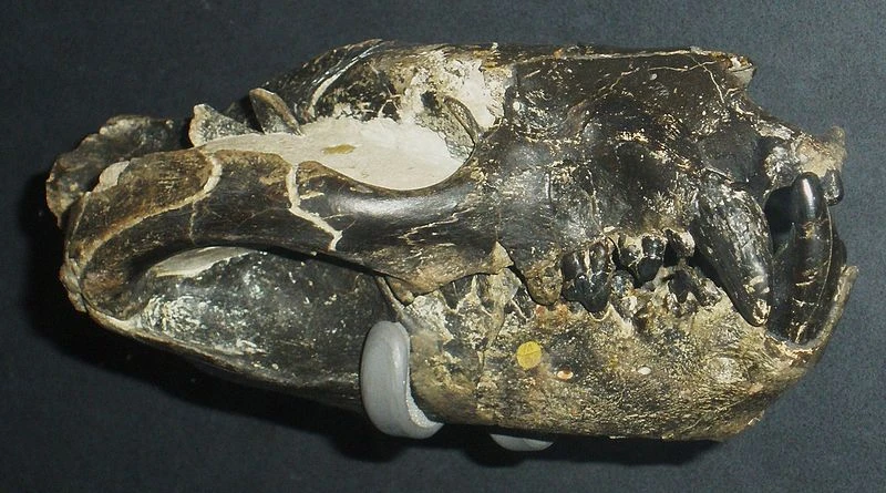 تصویری از بورهاینا