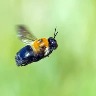 آیا زنبورهای نجار نیش می‌زنند؟