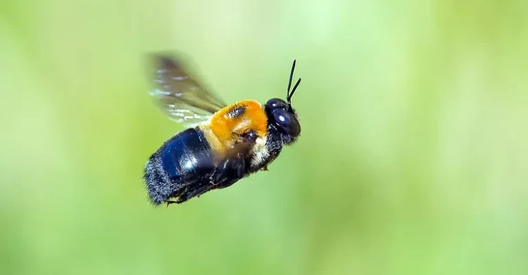 آیا زنبورهای نجار نیش می‌زنند؟
