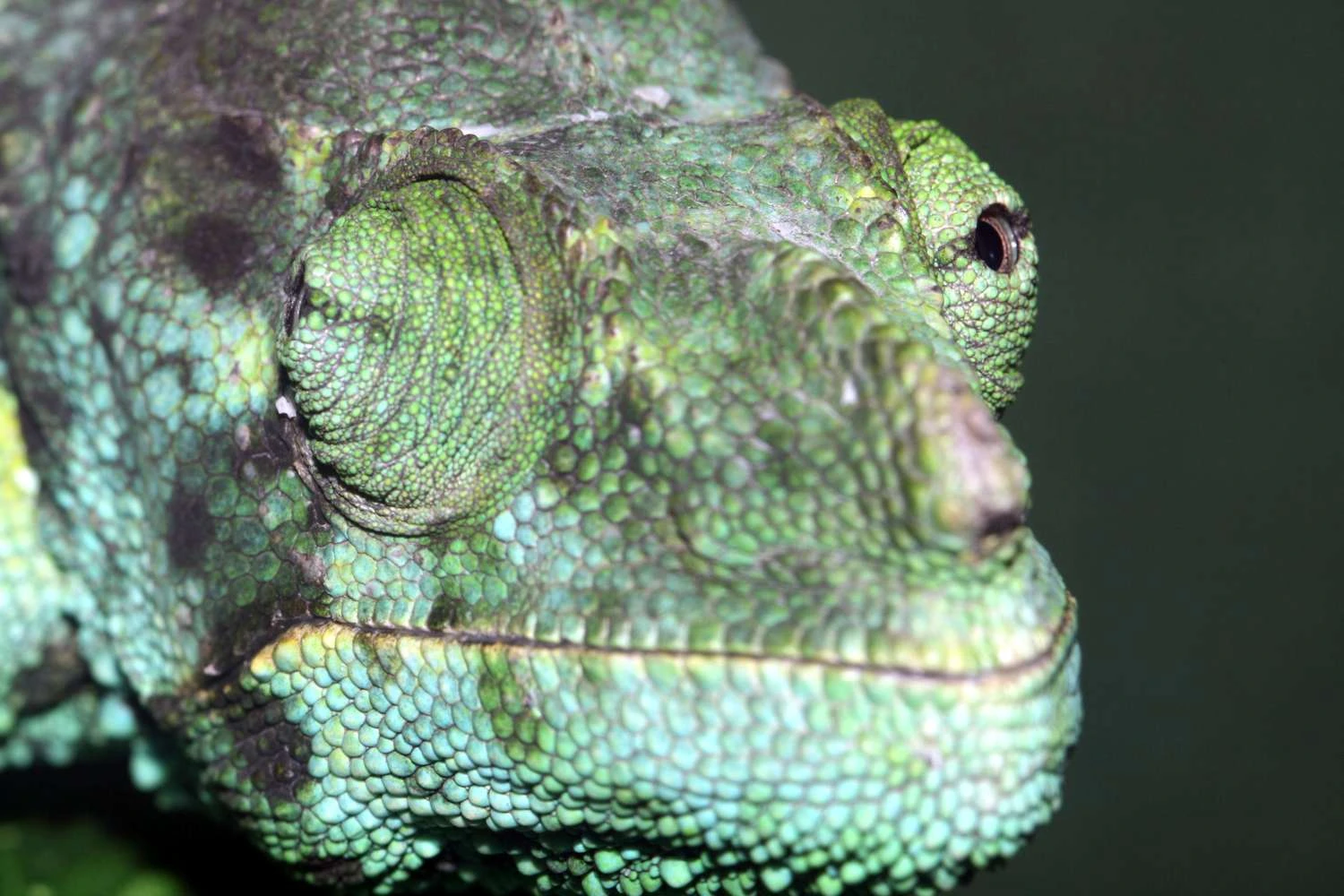 یک آفتاب&zwnj;پرست که هر چشم آن روی یک جهت مختلف متمرکز شده است