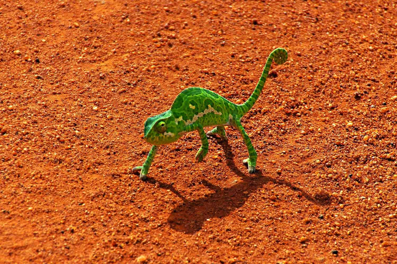 یک آفتاب&zwnj;پرست سبز نئونی پاهای منحصر به فرد خود را در یک جاده خاکی قرمز در آفریقا به نمایش می&zwnj;گذارد