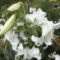 یک گل سوسن کازابلانکا