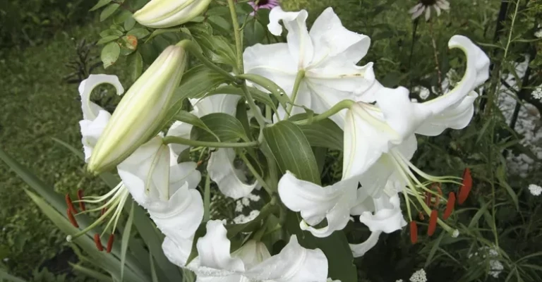 یک گل سوسن کازابلانکا