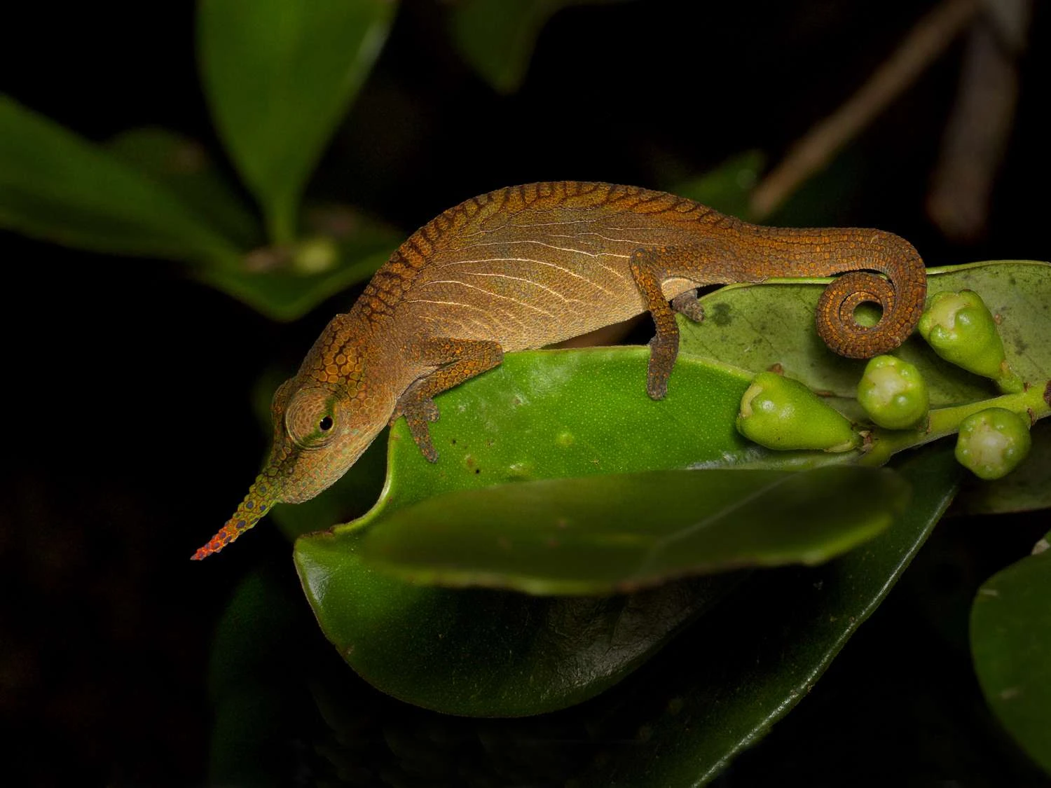 آفتاب&zwnj;پرست نر پوزه&zwnj;دراز در ذخیره&zwnj;گاه ووهیمانا در ماداگاسکار