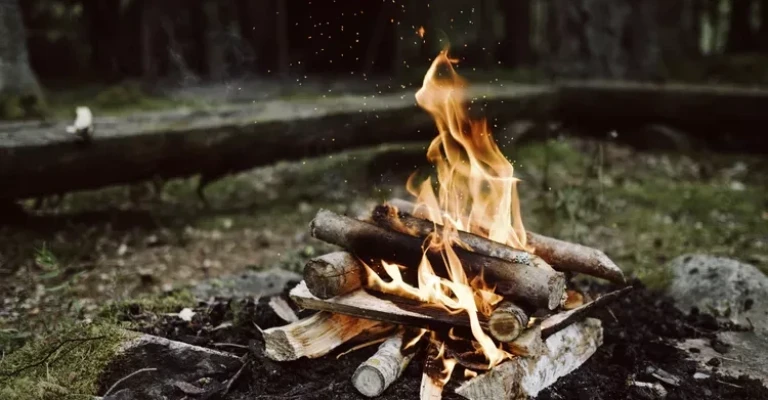 آتش افروزی در جنگل