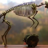 اسکلت ائوهیپوس