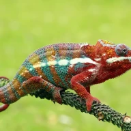 یک آفتاب‌پرست بسیار رنگارنگ در اندونزی