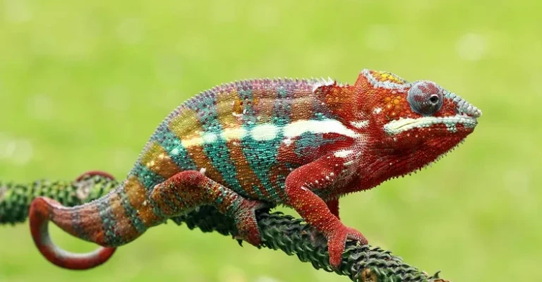 یک آفتاب‌پرست بسیار رنگارنگ در اندونزی