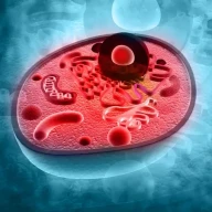 برش عرضی یک سلول جانوری