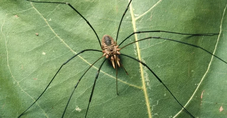 دروگر یا بابا لنگ دراز.