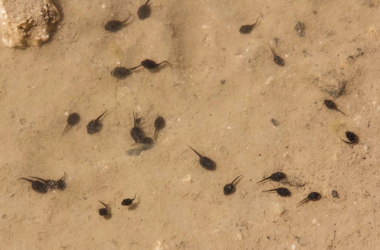 بچه وزغ های وزغ نیشکر