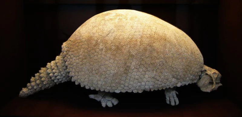 فسیل یک Glyptodon