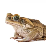 وزغ نیشکر (Bufo marinus)