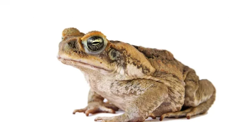 وزغ نیشکر (Bufo marinus)