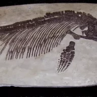 ایکتیوسوروس