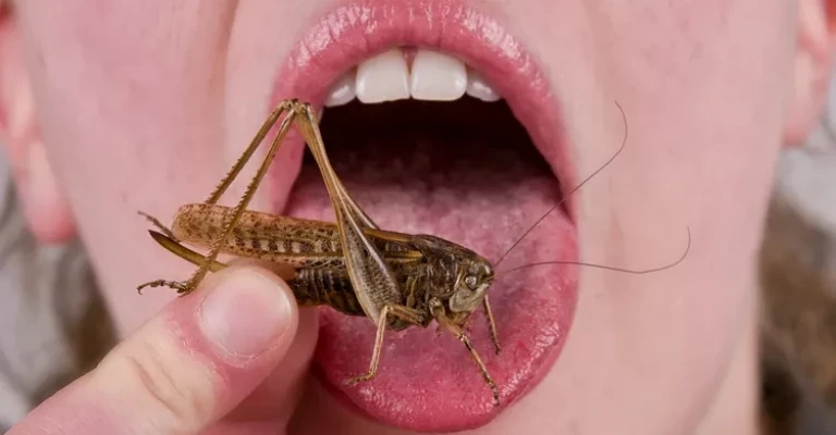 شخصی در حال خوردن ملخ
