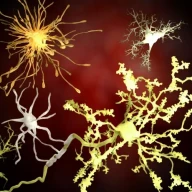 نورون‌ها و سلول‌های گلیال