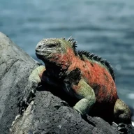 ایگوانای دریایی در جزیره سانتا کروز در گالاپاگوس