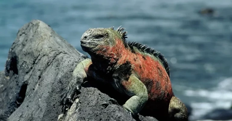 ایگوانای دریایی در جزیره سانتا کروز در گالاپاگوس