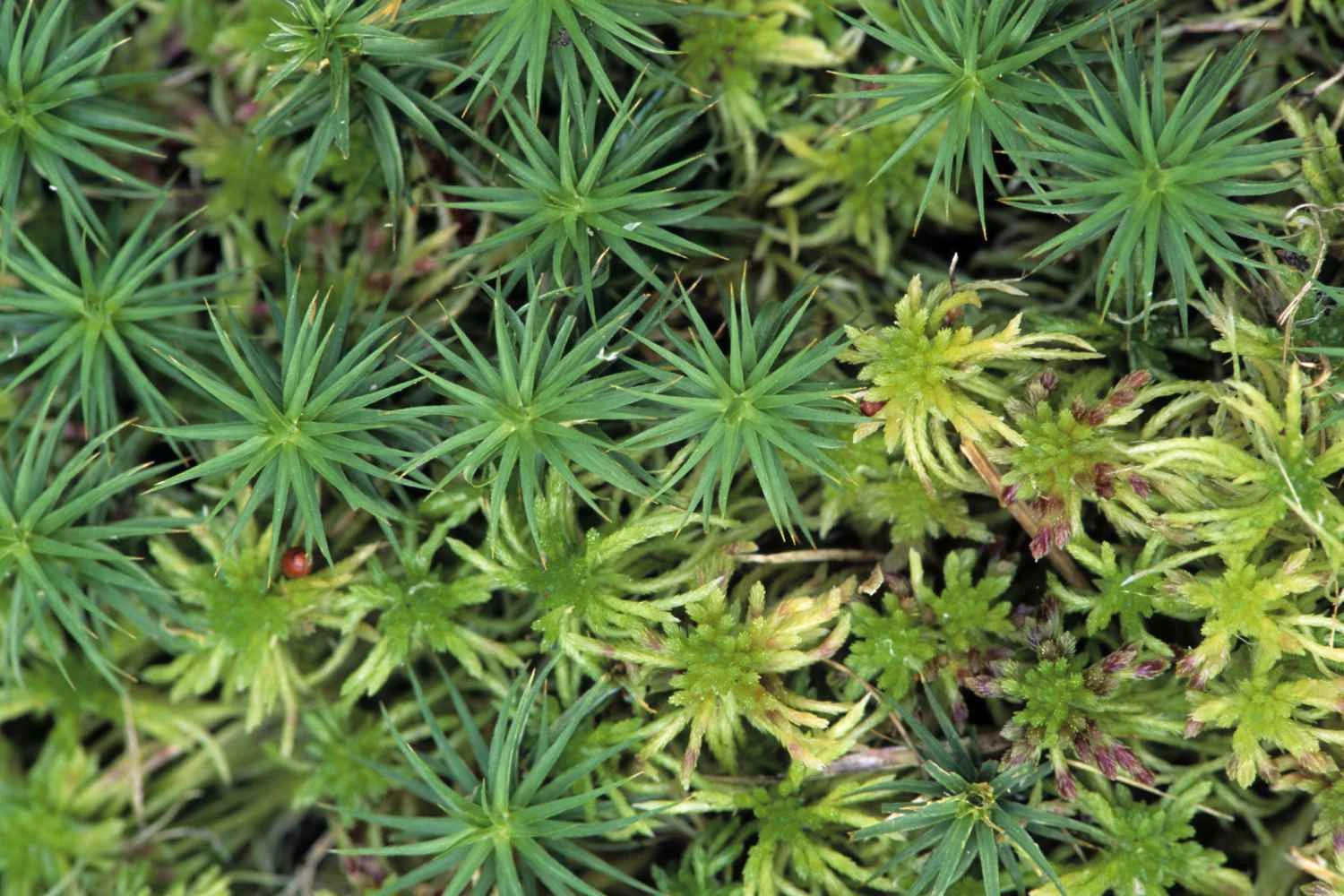 خزه کلاهک دار و خزه مردابی