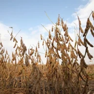 سویای دانه‌ای آماده برداشت، وورتینگتون، مینه‌سوتا، اکتبر ۲۰۱۳